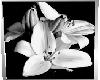 Black & White Flower Pic
