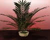 LWR}Decorate Plant