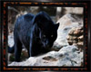 Black Panther Frame II