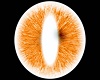 F-Dragon Orange Eyes