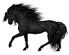 Wild Horse 12