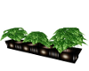 Green Plant Box Animated