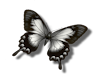 Butterfly Sticker V3
