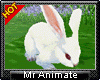 D| Rabbit Animated
