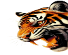 excellence tiger