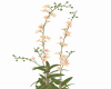 Flowers 8