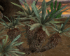 Desert  Plant