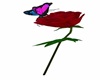 two tone butterfly rose