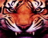 [J3J]Tiger TOP+SCARF