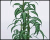 *Y* Bamboo Plant