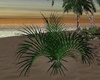 Beachy Palm