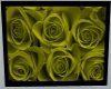 Yellow Rose *W*