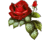 Sparkling Red Rose