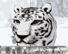 BBR White Tiger