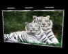 [UK]PICTURE WHITE TIGERS
