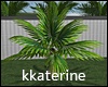 [kk] Tropical Plant