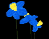 blue daffodil