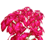 7 Animated Caladiums