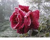 Sticker_38491612_28