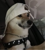 Guest_NoAlibi