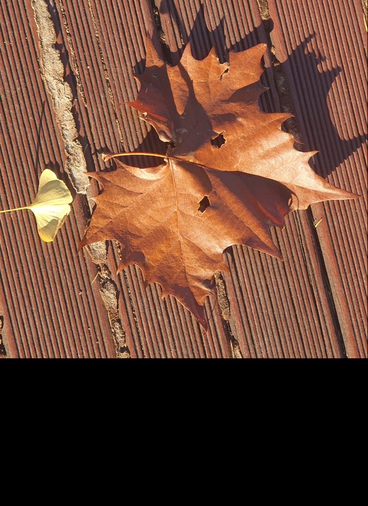 PODORI