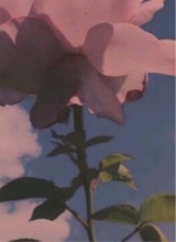 Guest_Melrose02
