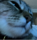 Guest_Klitkat