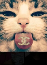 eurokitty