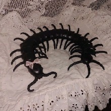 Guest_HexXEm