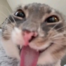 Guest_MIKASAACKERMAN69157