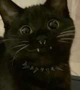 Kluzyi