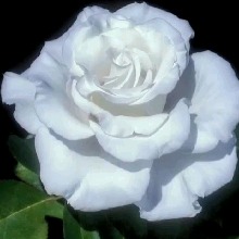 Guest_Marylodge1