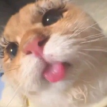 TerahSuey