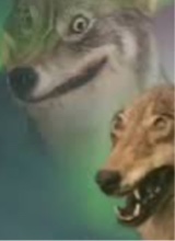 immagine avatar