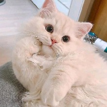 Guest_Focel