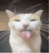 Guest_softblisq