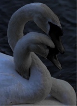 Silentcradles
