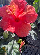 Guest_Rose901405