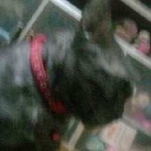 avpic