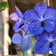 AnnelisaSan