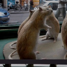 Guest_RAT433794