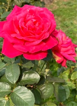 Guest_Adee27