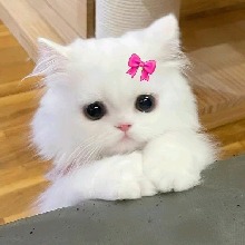 AyakAlby
