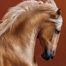 Guest_equus