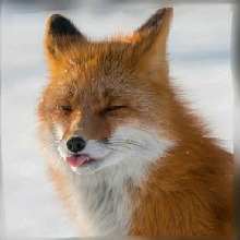 Guest_FOXYK