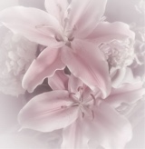 Guest_tinydubnium1c4a