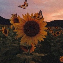 Guest_SunflowerRose1
