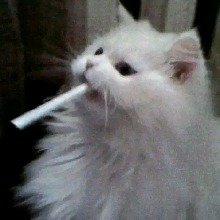Guest_NaUmi