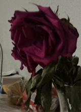 Guest_abbesspersianred9521