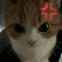 Guest_leah379256